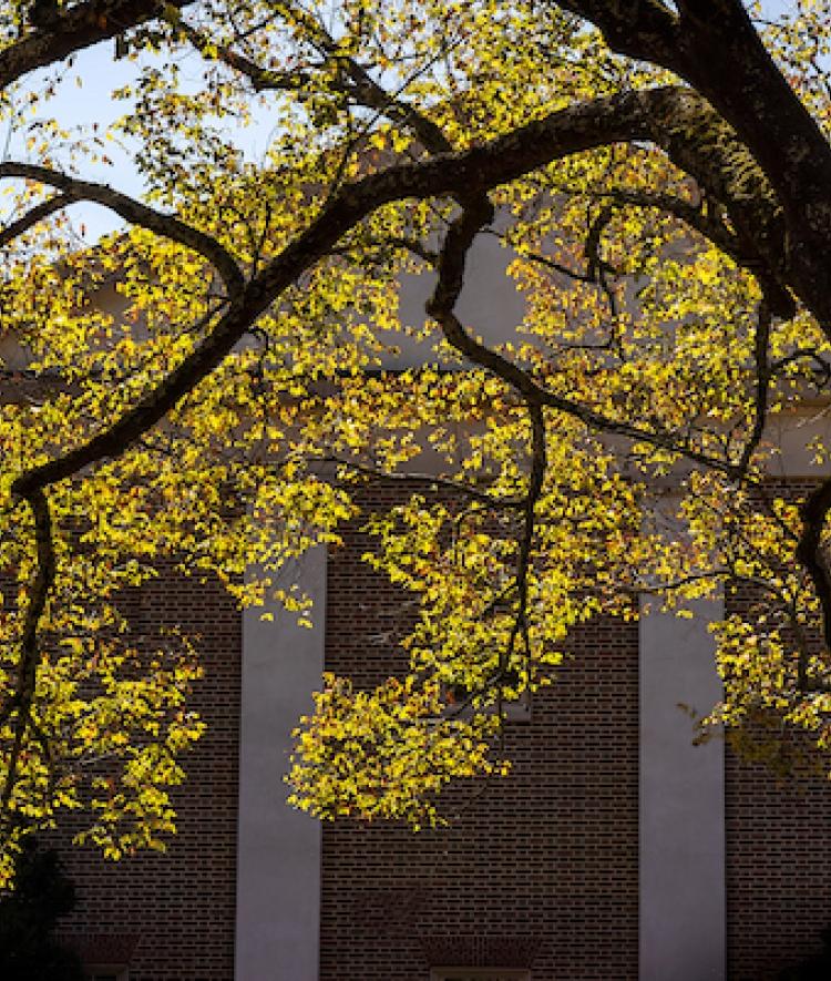 Tree on campus with bright yellow leaves