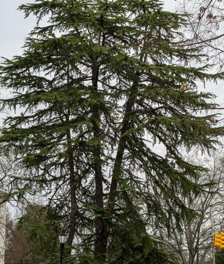 Arboretum tree on campus Cedrus deodara- Deodar cedar