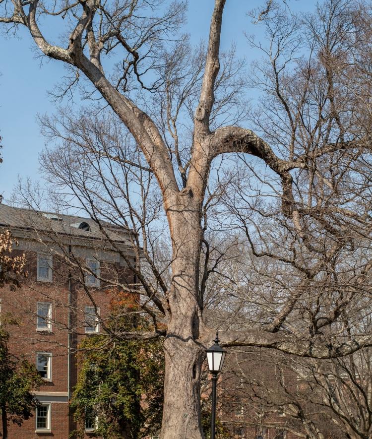 Tree on campus Quercus alba White oak