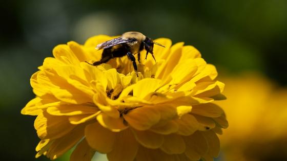 a bee sitting on a yellow flower