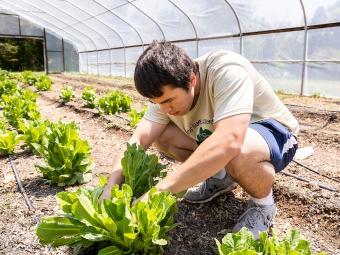 Ethan Kearns '23 picking lettuce