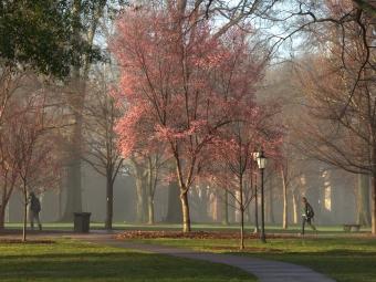 Tree in bloom on Davidson campus on a foggy morning