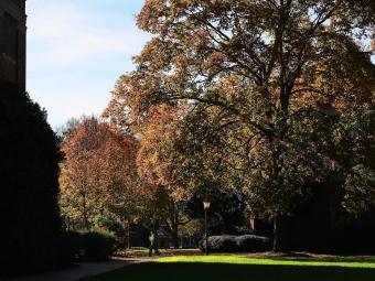 Fall foliage trees on campus