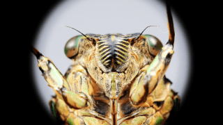 Cicada peering through peep hole