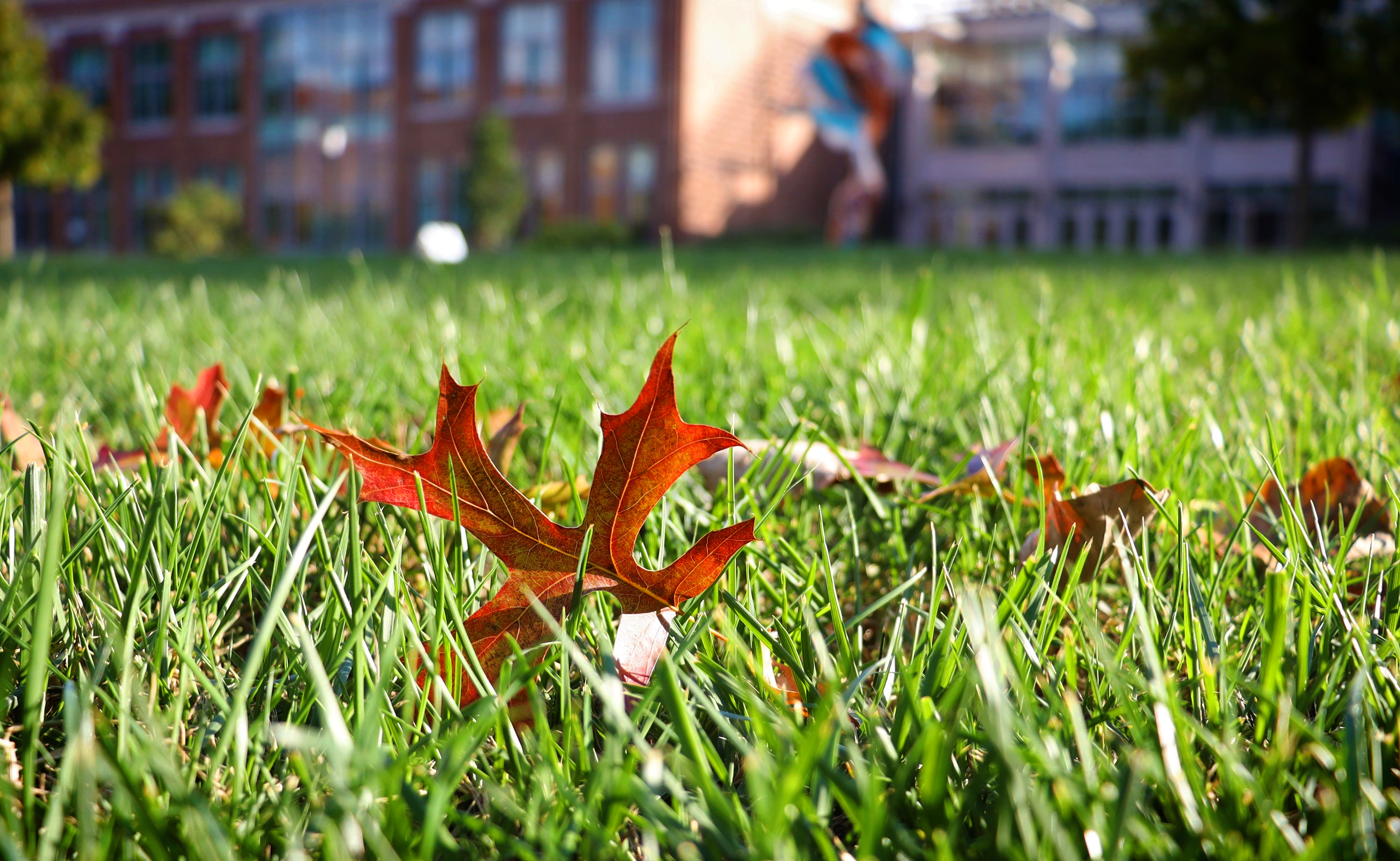 Fall Leaves on Campus