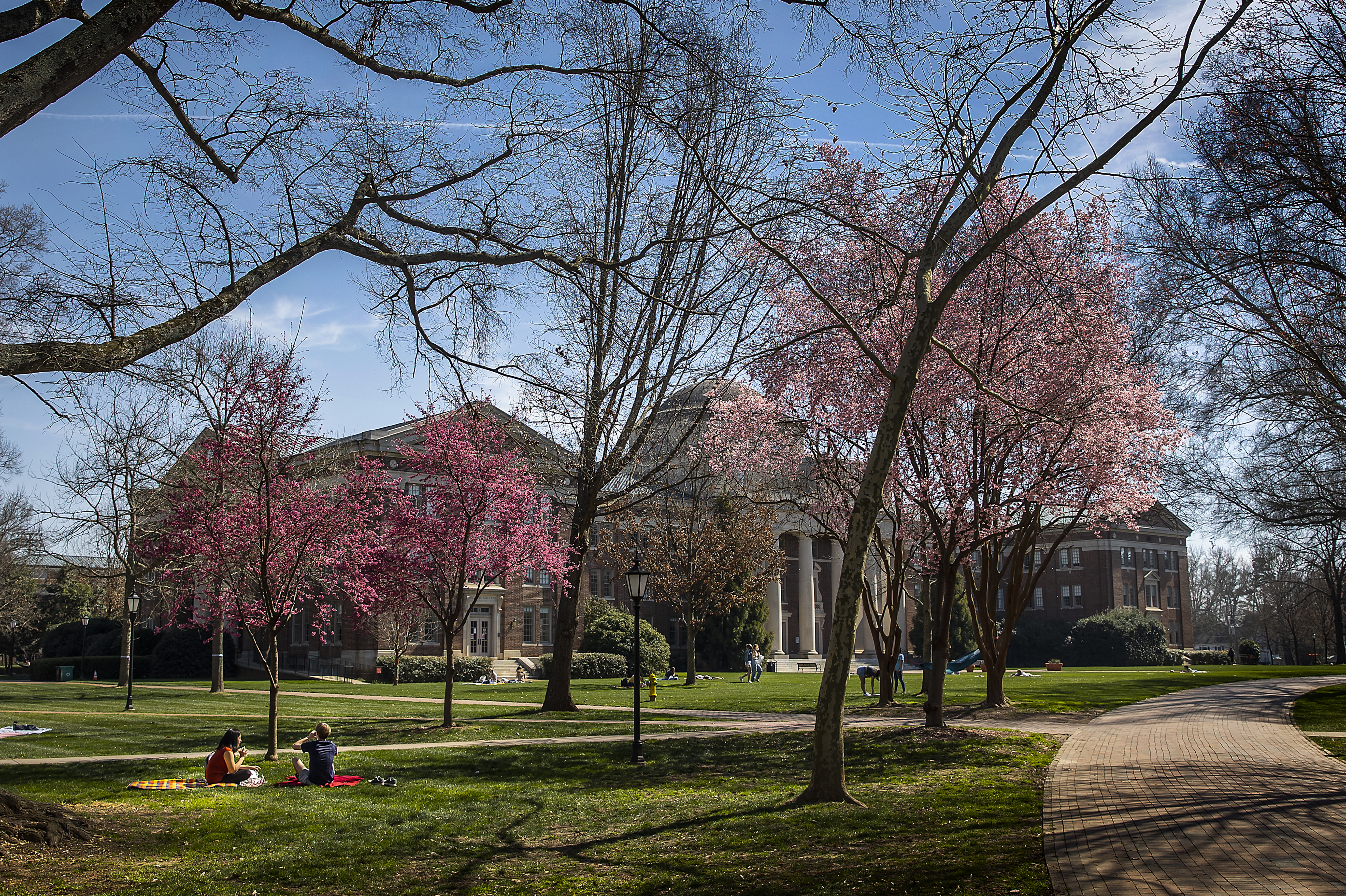 pink flower trees with masked students outdoors on a spring day