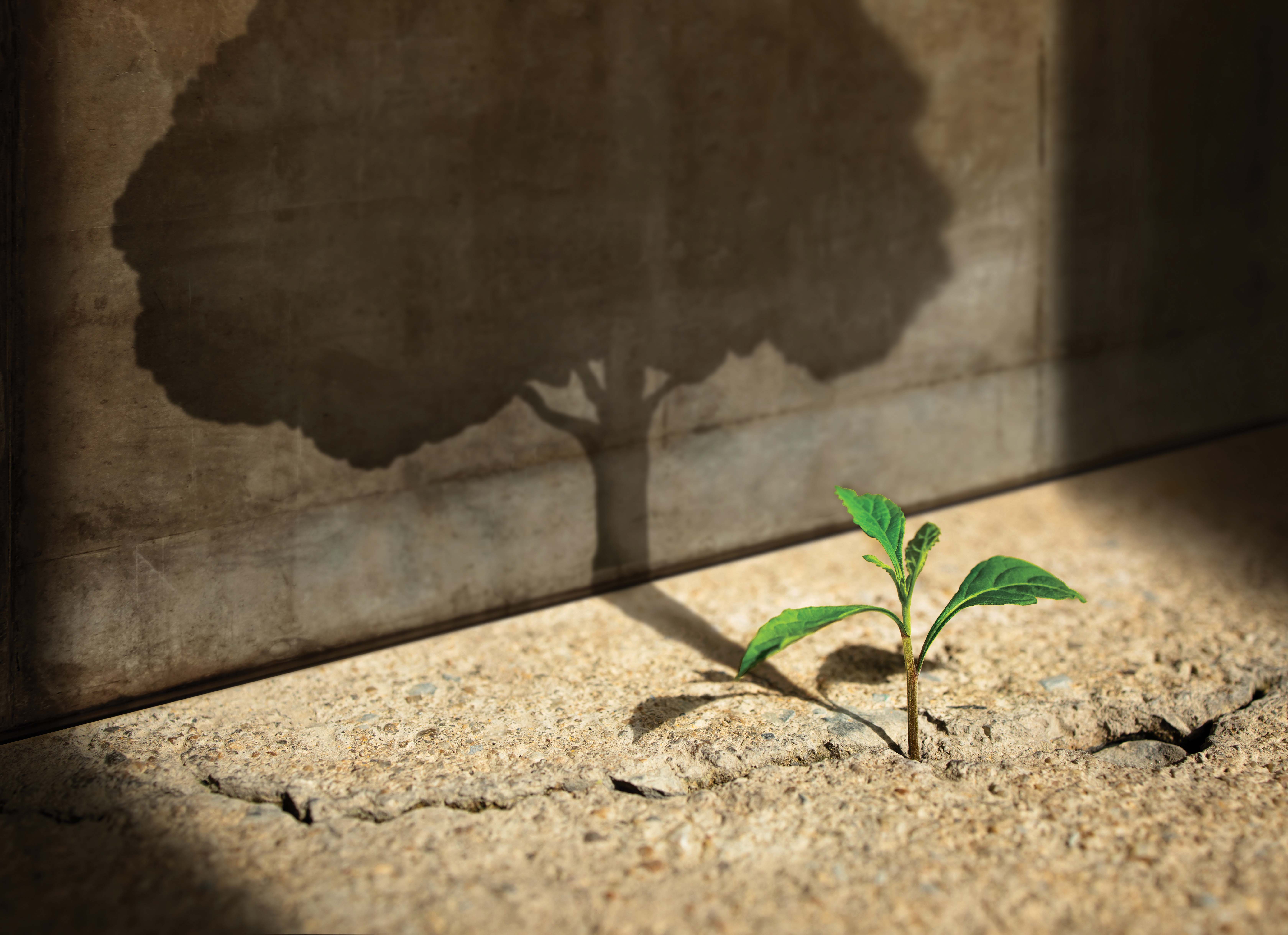 Small sprout casting a shadow of a mature oak