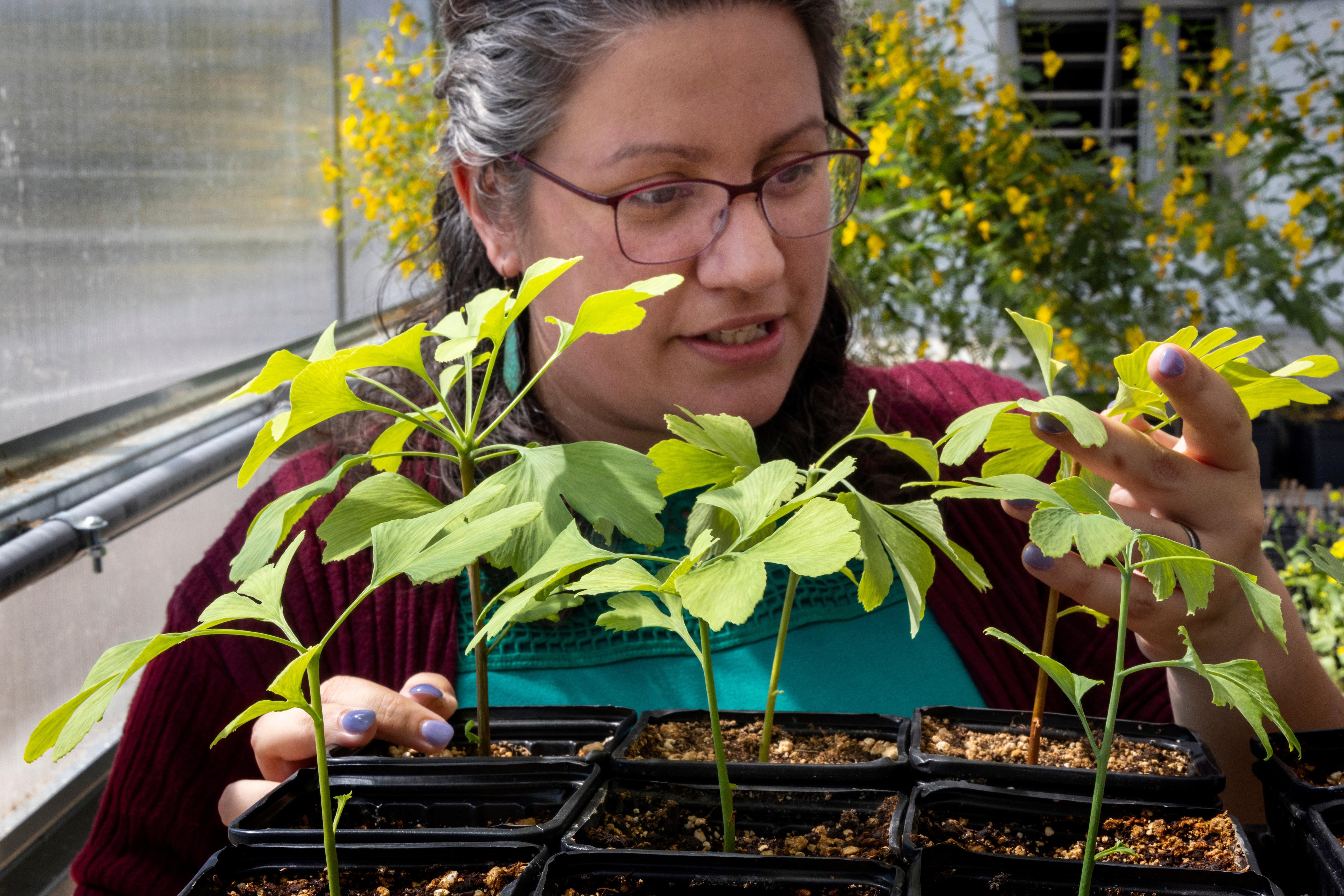 Prof. Susana Wadgymar holding a tray of Ginkgo seedlings