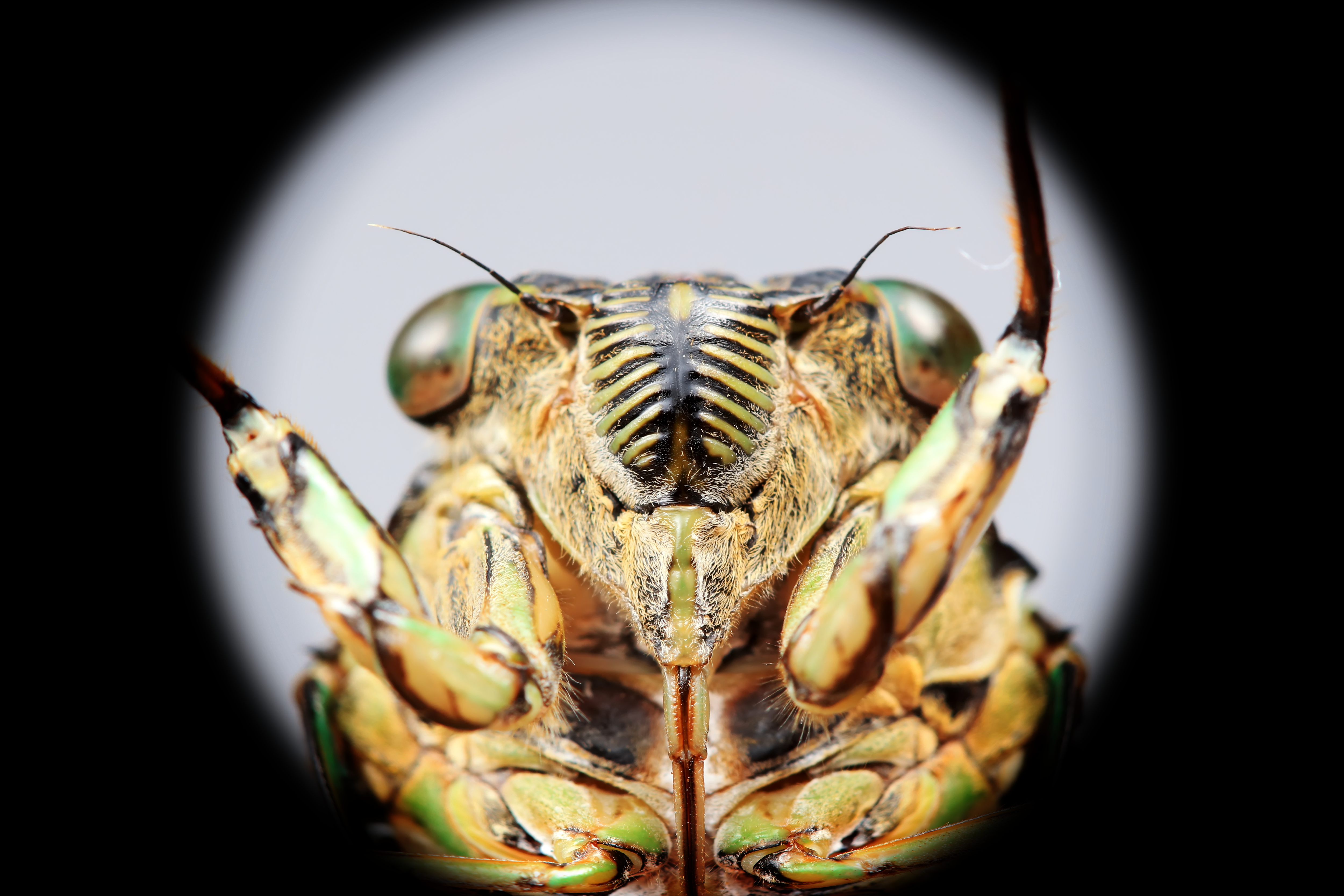 Cicada peering through peep hole