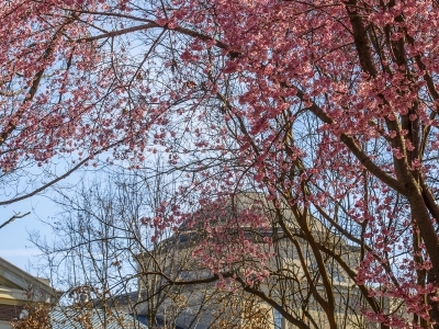 Pink tree flowers over Chambers building dome