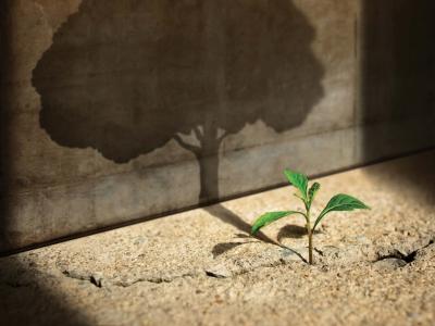 Small sprout casting a shadow of a mature oak