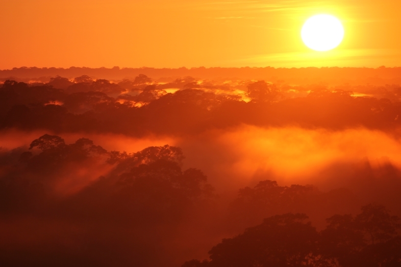 Peru Tree Canopy at Sunset