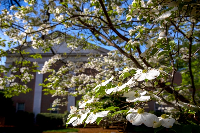 Campus Scenes featuring White Flowers 