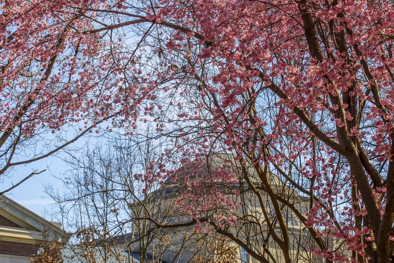 Pink tree flowers over Chambers building dome