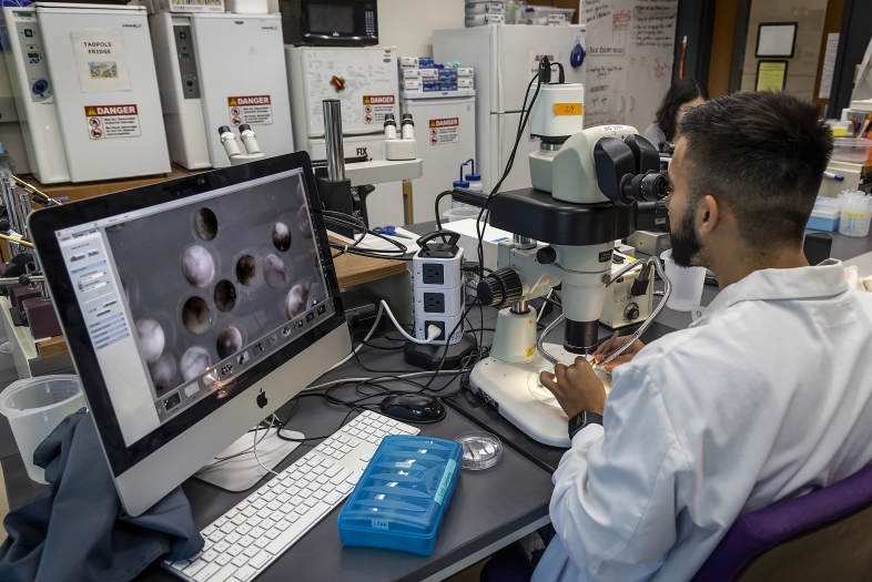 Looking in a microscope in a lab at a computer