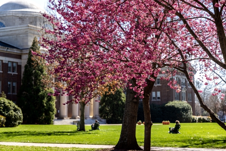 Pink flowering tree in front of academic building