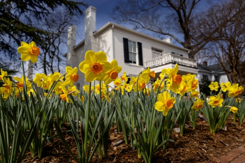 Yellow flowers in front of white building with black shutters