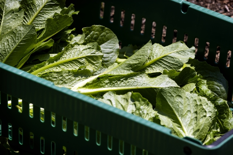 Basket of Lettuce on Davidson Farm