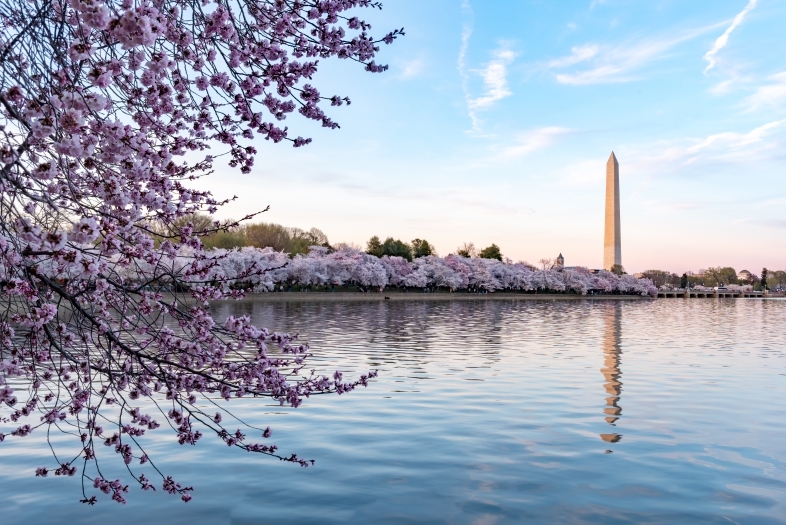 Washington, DC Cherry Blossoms and Washington Memorial