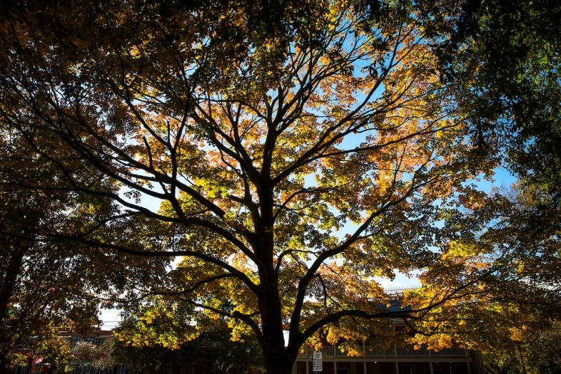 Tree on campus in the fall