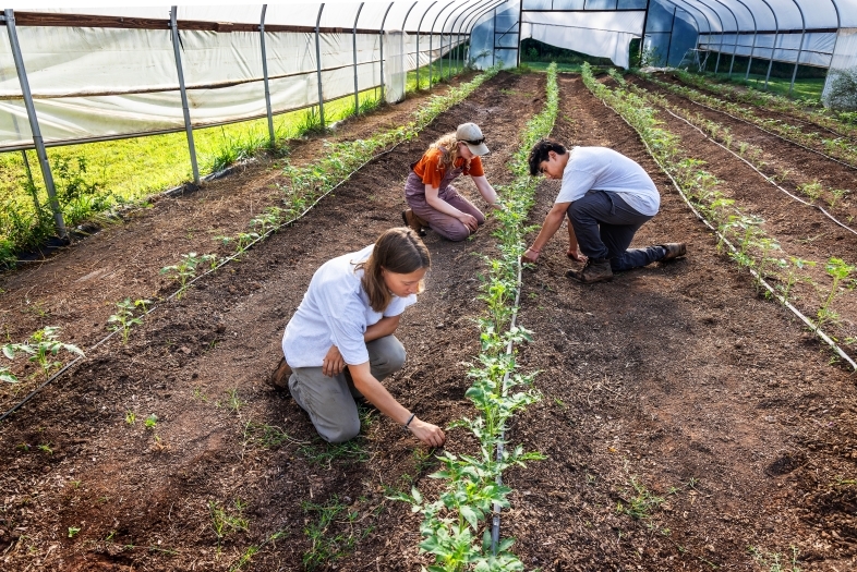 Students and staff pruning tomatoes at the college farm