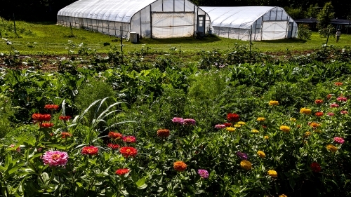 a field of colorful flowers in front of two greenhouses