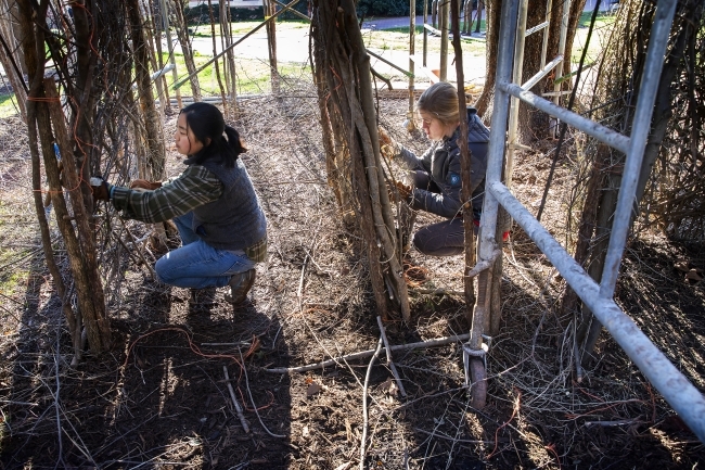 Patrick Dougherty Sculpture Volunteers Working