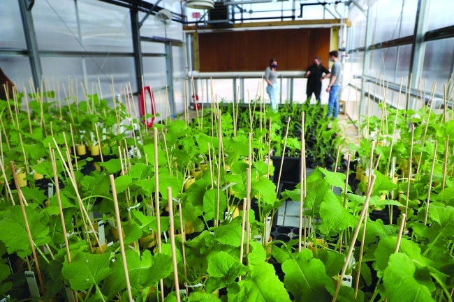 Inside the Peroni Greenhouse