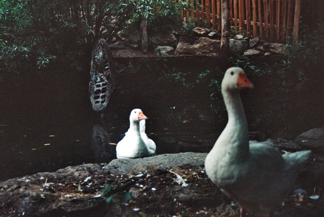 Photo taken by Claire Begalla ’24: two white ducks on a pond