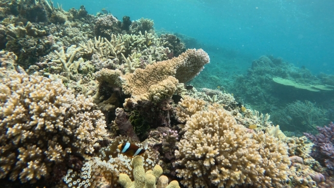 The Great Barrier reef