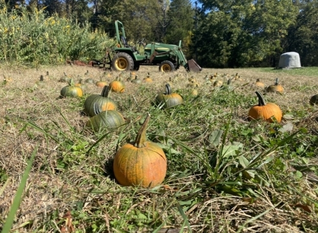 a green field filled with pumpkins