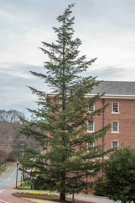 Arboretum tree on campus Cedrus deodara- Deodar cedar adjacent to dorm