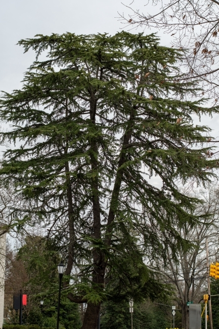 Arboretum tree on campus Cedrus deodara- Deodar cedar