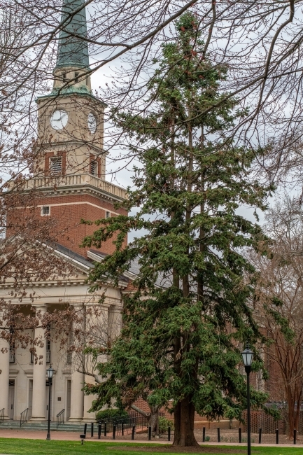 Arboretum Tree on campus Cunninghamia lanceolata- China fir 