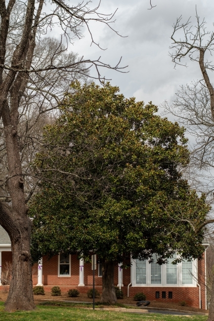 Arboretum tree on Campus Magnolia grandfolia- Southern magnolia