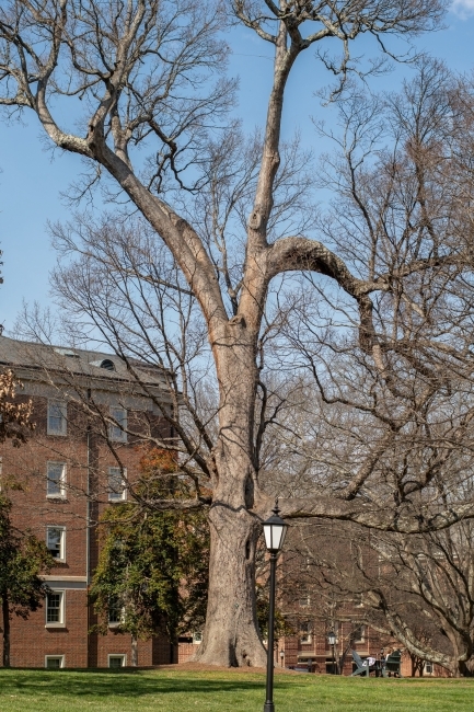 Tree on campus Quercus alba White oak