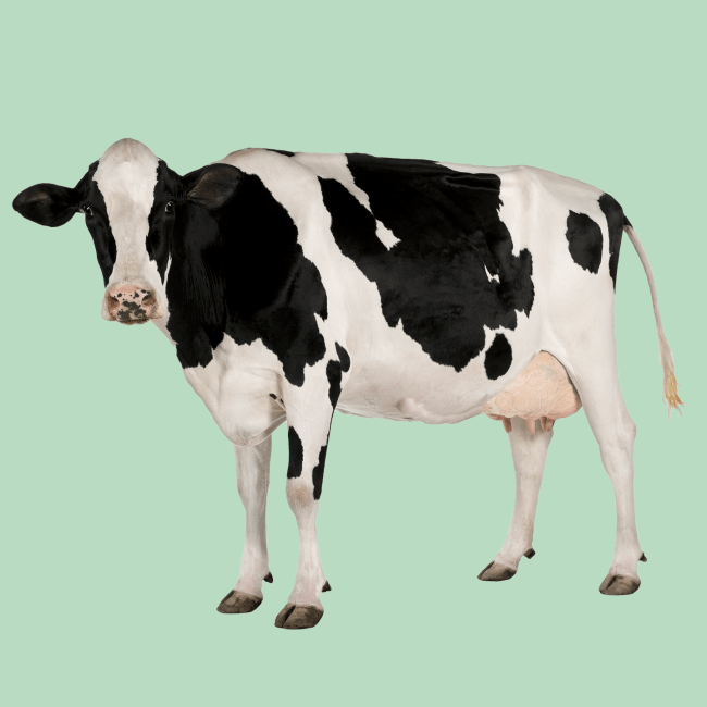 Cow on green background