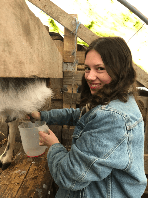 a young woman milks a goat 