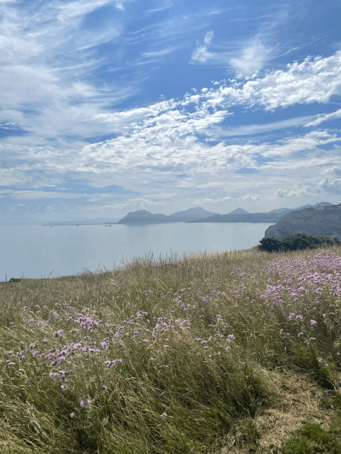 a field of wildflowers on a line of coast