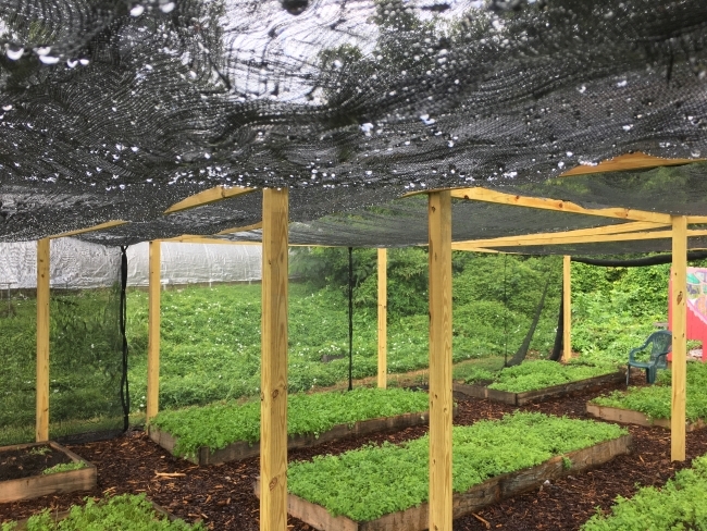 The garden James worked in during her summer as a Sustainability Scholar