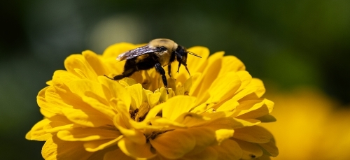 a bee sitting on a yellow flower