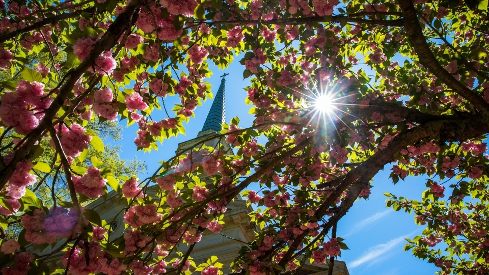 Lingle Chapel Through Flowers