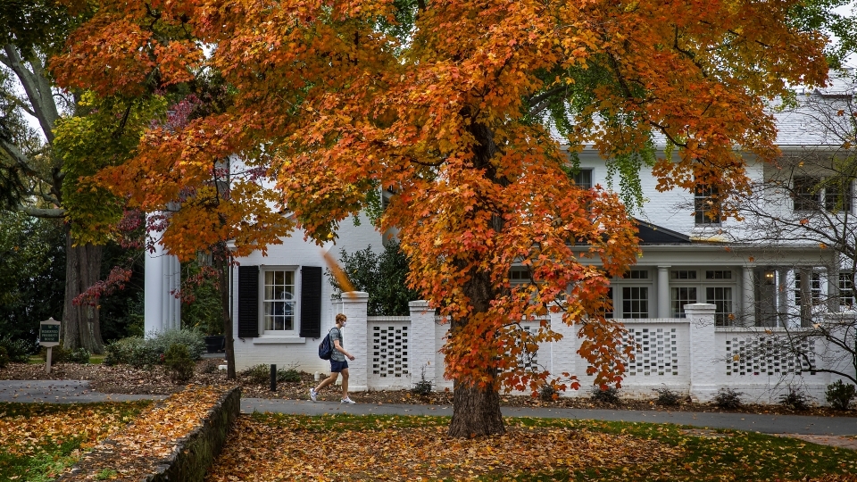 Tree has Orange Leaves and Student Walks by in Mask