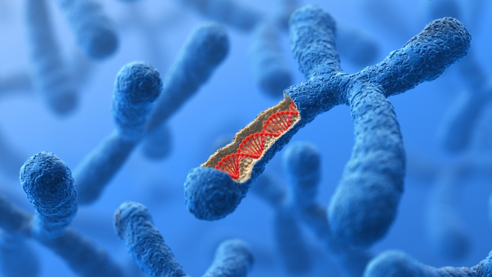 floating chromosome with open section showing DNA stock image