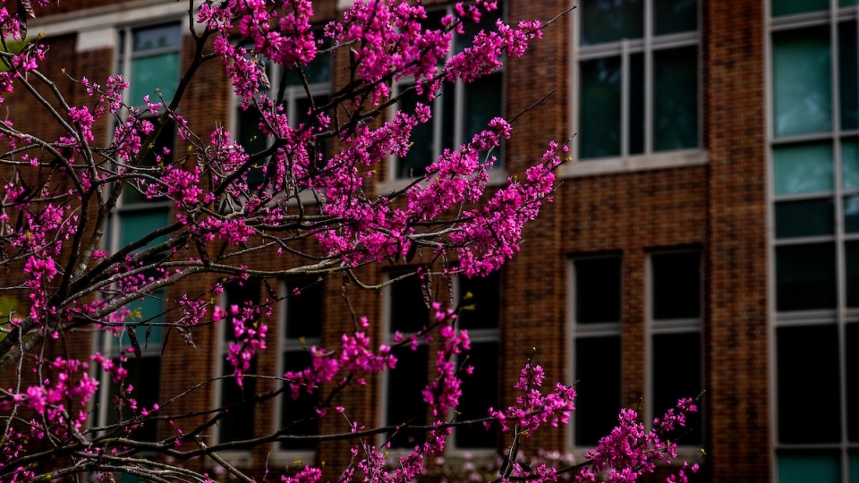 Campus Scene bright tree buds in front of building