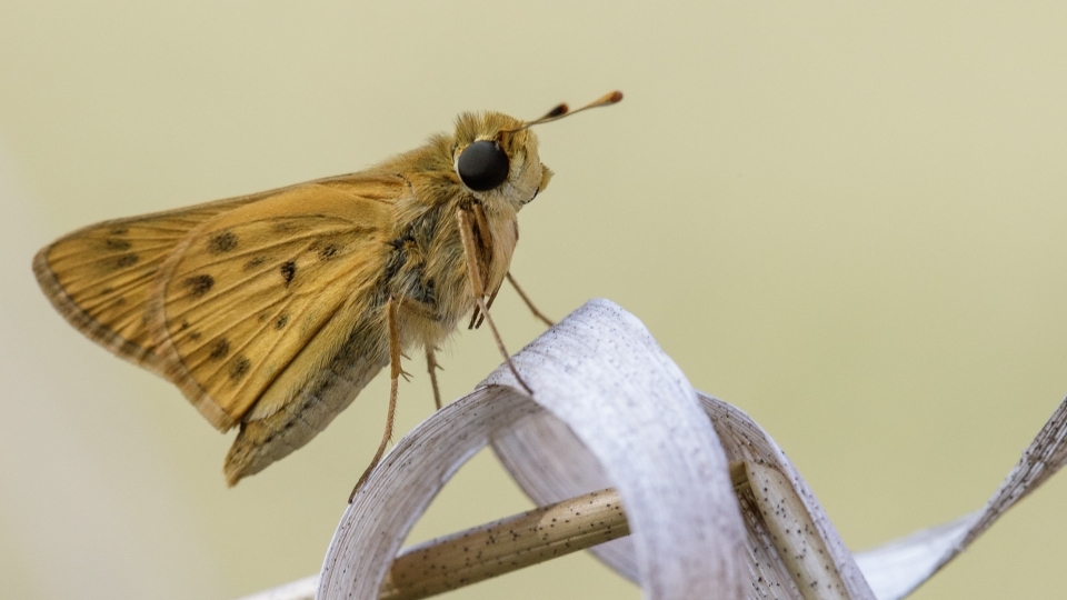 Fiery Skipper on Grass Tendril