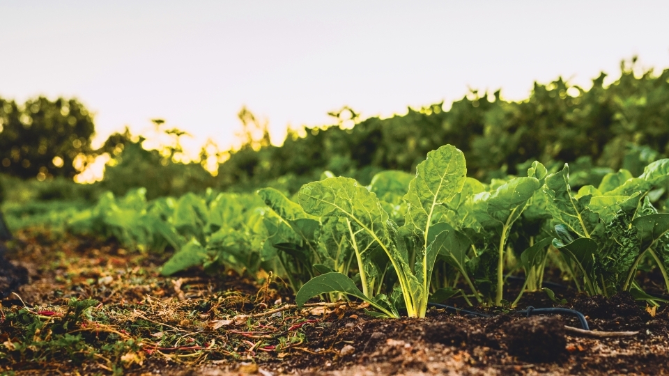 Spinach growing in the ground