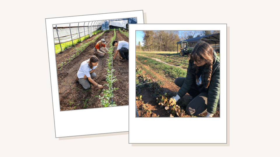 Polaroids of farm students on a tan background