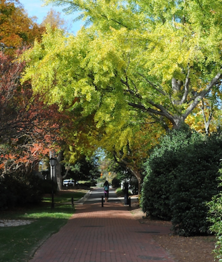 Trees on campus forming a canopy