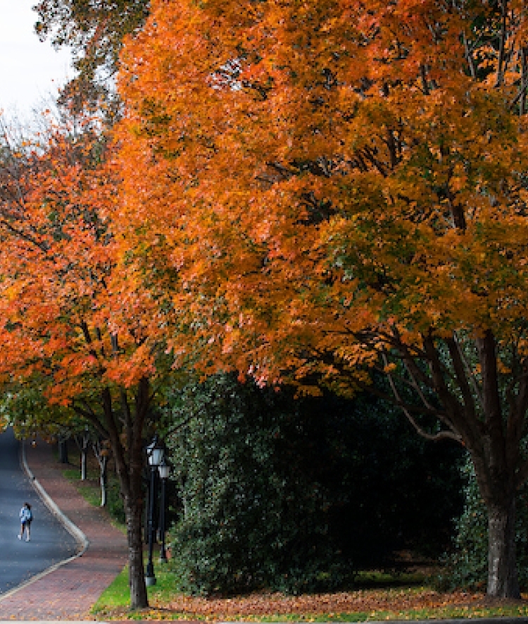 Trees on campus with bright fall colors of orange and red